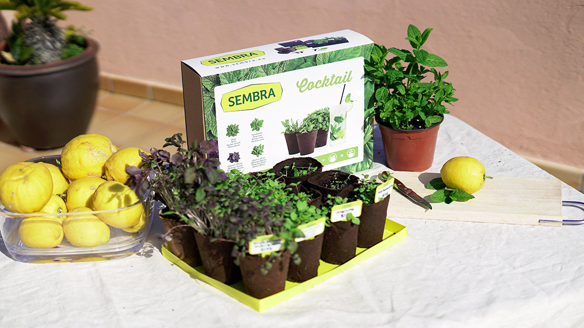 Traditional Garden Games SEMBRA  sow and grow your own herbs for Cocktails