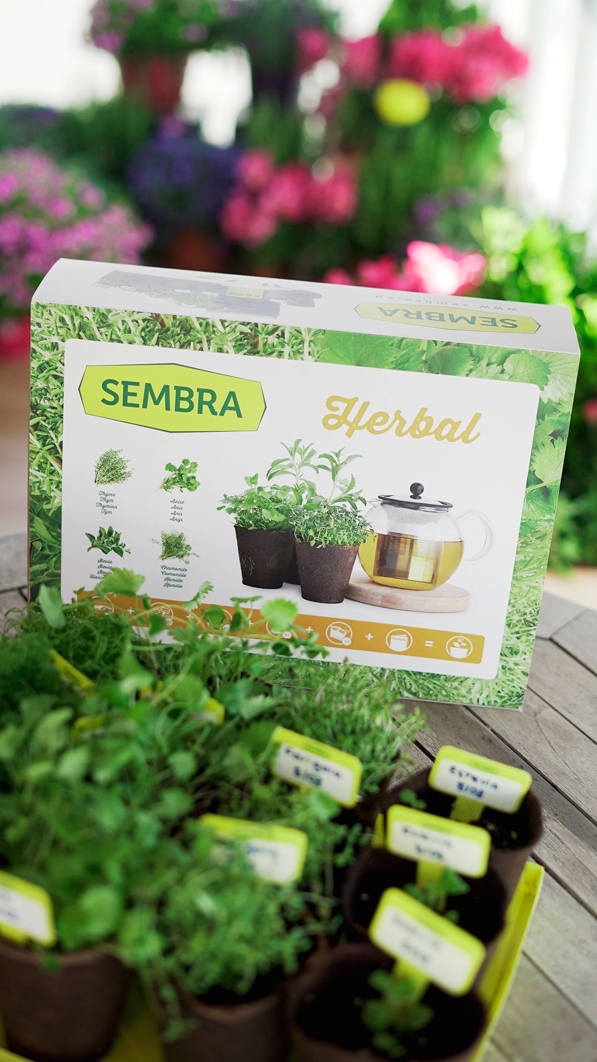 Traditional Garden Games SEMBRA  sow and grow your own herbs to infuse